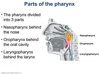 3. pharynx | PPT