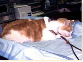 Hemodialysis complications 