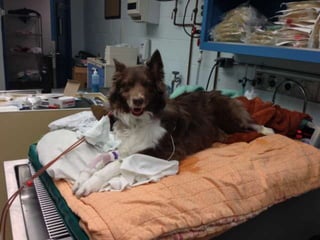 Hemodialysis complications 