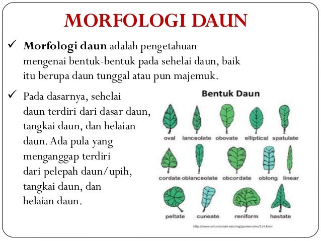 3 Morfologi Daun 
