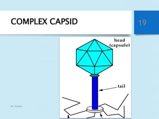 Complex Rabies Capsid 3. Virus lecture | PPTX