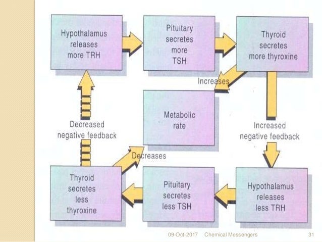 Chemical messengers, Biochemistry of Hormones & their Feedback Mechan…
