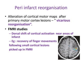 Peri infarct reorganisation
• Alteration of cortical motor maps after
primary motor cortex lesions – “ vicarious
reorganisation”.
• FMRI studies
– Dorsal shift of cortical activation near areas of
infarct
– Eg : recovery of finger movements
following small cortical lesions
picked up in FMRI
 