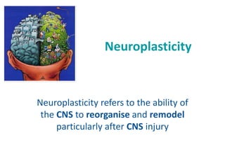 Neuroplasticity
Neuroplasticity refers to the ability of
the CNS to reorganise and remodel
particularly after CNS injury
 