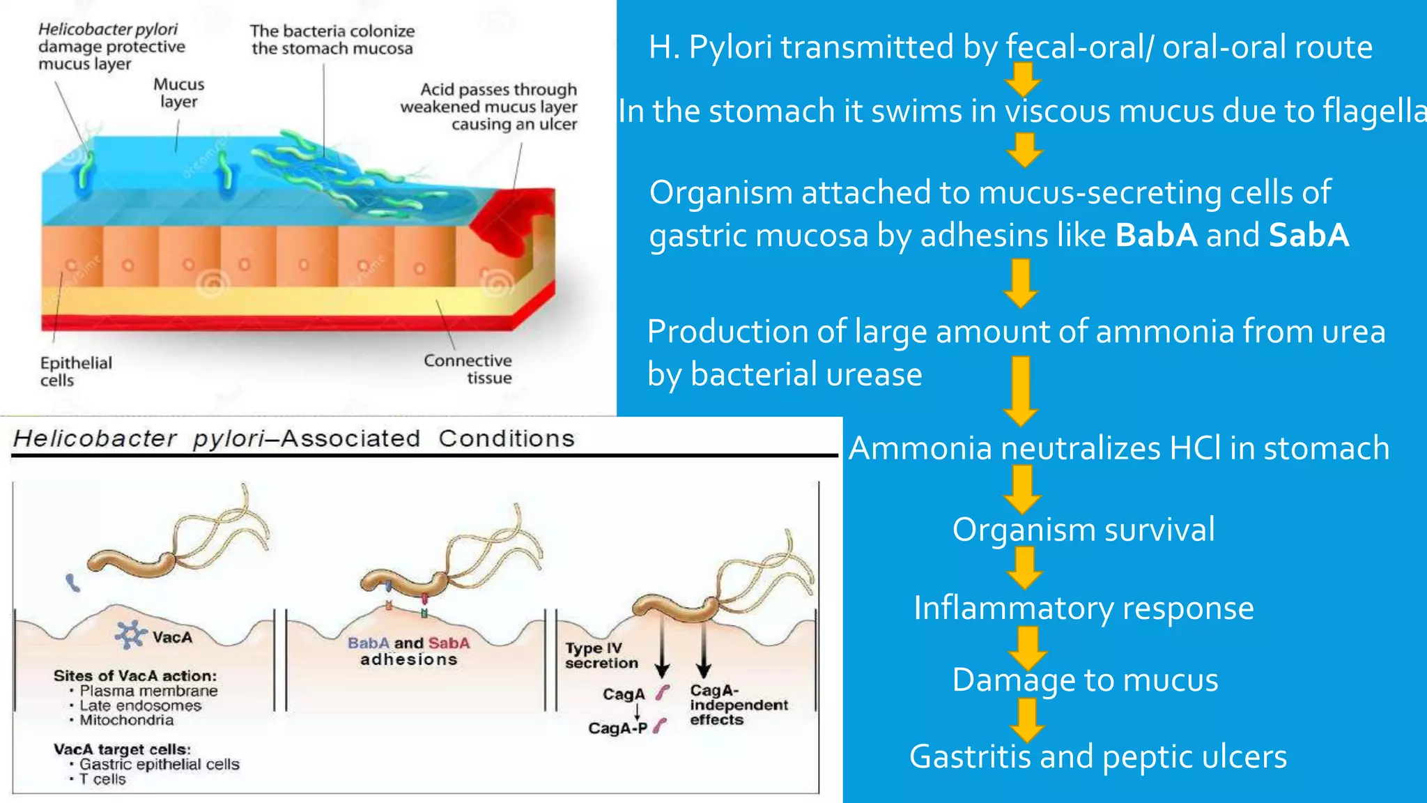 Organism attached to mucus-secreting cells of
gastric mucosa by adhesins like BabA and SabA
H. Pylori transmitted by fecal-oral/ oral-oral route
In the stomach it swims in viscous mucus due to flagella
Ammonia neutralizes HCl in stomach
Production of large amount of ammonia from urea
by bacterial urease
Organism survival
Inflammatory response
Damage to mucus
Gastritis and peptic ulcers
 