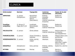 Enfermedad Germen Topografía Lesiones
elementales
Capas de la piel
afectadas
IMPETIGO S. aureus
Estreptococo
Periorificial
(Primitivo)
Ubicuo
(Secundario)
Eritema
Ampollas
Pústulas
Costras melicéricas
Erosiones
Epidermis
Subcórnea
Impétigo
ampolloso
S. Aureus II
Fagos 80,71,55
Localizado
Generalizado
(Ritter)
Eritema
Ampollas
Costras melicéricas
Epidermis
Subcórnea
FOLICULITIS S. aureus Zonas pilosas Pústulas
Costras melicéricas
Folículo piloso en
su trayecto
dermoepidérmico
FURUNCULOSIS S. aureus Zonas húmedas y
calientes
Pústulas
Abscesos
Folículo piloso zona
perifolicular
HIDROSADENITIS S. aureus Axilas, periné;
nalgas
Abscesos Glándulas
sudoriparas
apocrinas y región
anexa y dermis
ERISIPELA Estreptococo Cara, piernas Eritema, edema,
ampollas
Epidermis y dermis
ECTIMA Estreptococo Piernas Eritema,
Ulceración
Dermis o
hipodermis
CLINICA
 