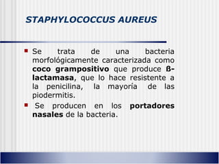 STAPHYLOCOCCUS AUREUS
 Se trata de una bacteria
morfológicamente caracterizada como
coco grampositivo que produce ß-
lactamasa, que lo hace resistente a
la penicilina, la mayoría de las
piodermitis.
 Se producen en los portadores
nasales de la bacteria.
 
