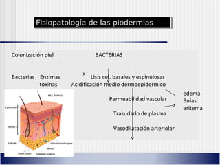 Colonización piel BACTERIAS
Bacterias Enzimas Lisis cel. basales y espinulosas
toxinas Acidificación medio dermoepidermico
Permeabilidad vascular
Trasudado de plasma
Vasodilatación arteriolar
edema
Bulas
eritema
Fisiopatología de las piodermiasFisiopatología de las piodermias
 