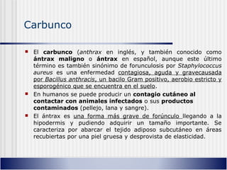 Carbunco
 El carbunco (anthrax en inglés, y también conocido como
ántrax maligno o ántrax en español, aunque este último
término es también sinónimo de forunculosis por Staphylococcus
aureus es una enfermedad contagiosa, aguda y gravecausada
por Bacillus anthracis, un bacilo Gram positivo, aerobio estricto y
esporogénico que se encuentra en el suelo.
 En humanos se puede producir un contagio cutáneo al
contactar con animales infectados o sus productos
contaminados (pellejo, lana y sangre).
 El ántrax es una forma más grave de forúnculo llegando a la
hipodermis y pudiendo adquirir un tamaño importante. Se
caracteriza por abarcar el tejido adiposo subcutáneo en áreas
recubiertas por una piel gruesa y desprovista de elasticidad.
 