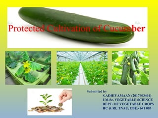 Protected Cultivation of Cucumber
Submitted by
S.ADHIYAMAAN (2017603401)
I-M.Sc. VEGETABLE SCIENCE
DEPT. OF VEGETABLE CROPS
HC & RI, TNAU, CBE.- 641 003
 