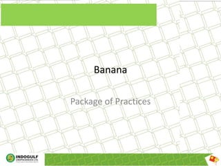 Banana
Package of Practices
 