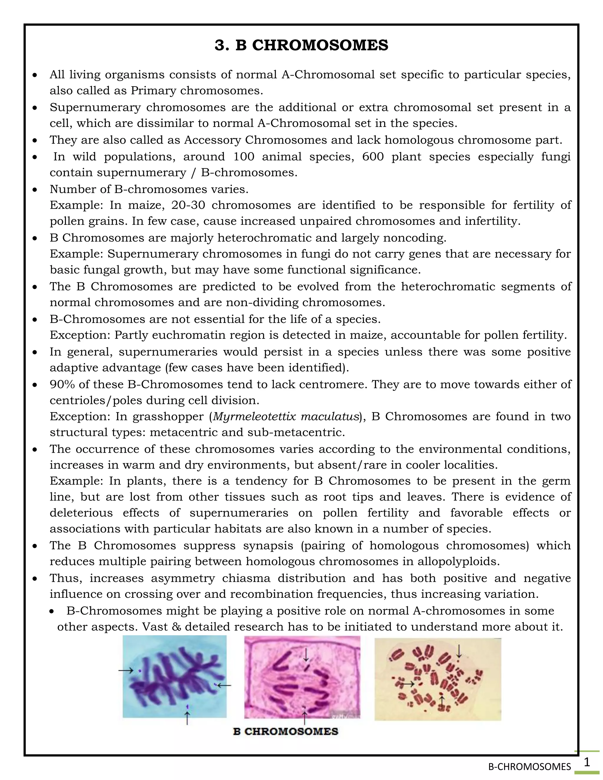 B-CHROMOSOMES 1
3. B CHROMOSOMES
 All living organisms consists of normal A-Chromosomal set specific to particular species,
also called as Primary chromosomes.
 Supernumerary chromosomes are the additional or extra chromosomal set present in a
cell, which are dissimilar to normal A-Chromosomal set in the species.
 They are also called as Accessory Chromosomes and lack homologous chromosome part.
 In wild populations, around 100 animal species, 600 plant species especially fungi
contain supernumerary / B-chromosomes.
 Number of B-chromosomes varies.
Example: In maize, 20-30 chromosomes are identified to be responsible for fertility of
pollen grains. In few case, cause increased unpaired chromosomes and infertility.
 B Chromosomes are majorly heterochromatic and largely noncoding.
Example: Supernumerary chromosomes in fungi do not carry genes that are necessary for
basic fungal growth, but may have some functional significance.
 The B Chromosomes are predicted to be evolved from the heterochromatic segments of
normal chromosomes and are non-dividing chromosomes.
 B-Chromosomes are not essential for the life of a species.
Exception: Partly euchromatin region is detected in maize, accountable for pollen fertility.
 In general, supernumeraries would persist in a species unless there was some positive
adaptive advantage (few cases have been identified).
 90% of these B-Chromosomes tend to lack centromere. They are to move towards either of
centrioles/poles during cell division.
Exception: In grasshopper (Myrmeleotettix maculatus), B Chromosomes are found in two
structural types: metacentric and sub-metacentric.
 The occurrence of these chromosomes varies according to the environmental conditions,
increases in warm and dry environments, but absent/rare in cooler localities.
Example: In plants, there is a tendency for B Chromosomes to be present in the germ
line, but are lost from other tissues such as root tips and leaves. There is evidence of
deleterious effects of supernumeraries on pollen fertility and favorable effects or
associations with particular habitats are also known in a number of species.
 The B Chromosomes suppress synapsis (pairing of homologous chromosomes) which
reduces multiple pairing between homologous chromosomes in allopolyploids.
 Thus, increases asymmetry chiasma distribution and has both positive and negative
influence on crossing over and recombination frequencies, thus increasing variation.
 B-Chromosomes might be playing a positive role on normal A-chromosomes in some
other aspects. Vast & detailed research has to be initiated to understand more about it.
 