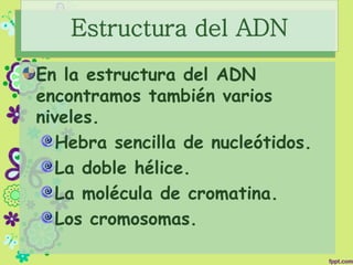 Estructura del ADN
En la estructura del ADN
encontramos también varios
niveles.
Hebra sencilla de nucleótidos.
La doble hélice.
La molécula de cromatina.
Los cromosomas.
 