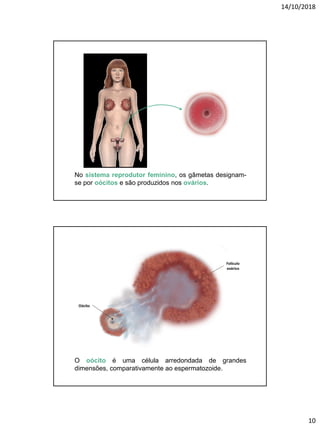 14/10/2018
10
No sistema reprodutor feminino, os gâmetas designam-
se por oócitos e são produzidos nos ovários.
O oócito é uma célula arredondada de grandes
dimensões, comparativamente ao espermatozoide.
Oócito
Folículo
ovárico
 