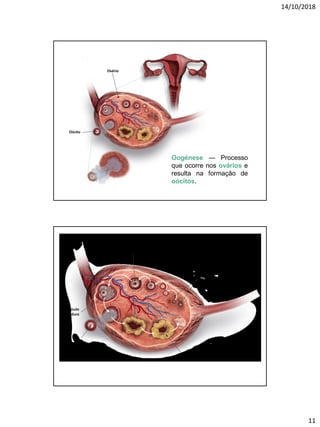 14/10/2018
11
Oogénese — Processo
que ocorre nos ovários e
resulta na formação de
oócitos.
Ovário
Oócito
Folículos
imaturos
Folículo em
desenvolvimento
Folículo
maduro
Oócito
Corpo amarelo
 