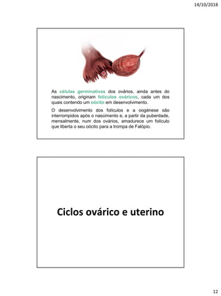 14/10/2018
12
As células germinativas dos ovários, ainda antes do
nascimento, originam folículos ováricos, cada um dos
quais contendo um oócito em desenvolvimento.
O desenvolvimento dos folículos e a oogénese são
interrompidos após o nascimento e, a partir da puberdade,
mensalmente, num dos ovários, amadurece um folículo
que liberta o seu oócito para a trompa de Falópio.
N3
Ciclos ovárico e uterino
 