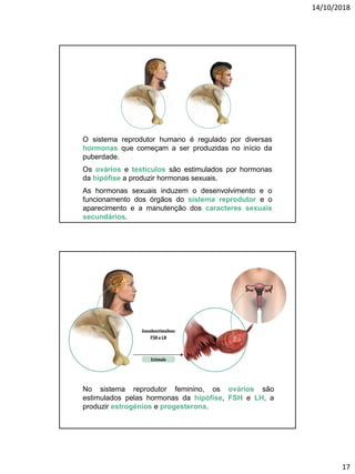 14/10/2018
17
O sistema reprodutor humano é regulado por diversas
hormonas que começam a ser produzidas no início da
puberdade.
Os ovários e testículos são estimulados por hormonas
da hipófise a produzir hormonas sexuais.
As hormonas sexuais induzem o desenvolvimento e o
funcionamento dos órgãos do sistema reprodutor e o
aparecimento e a manutenção dos caracteres sexuais
secundários.
No sistema reprodutor feminino, os ovários são
estimulados pelas hormonas da hipófise, FSH e LH, a
produzir estrogénios e progesterona.
 