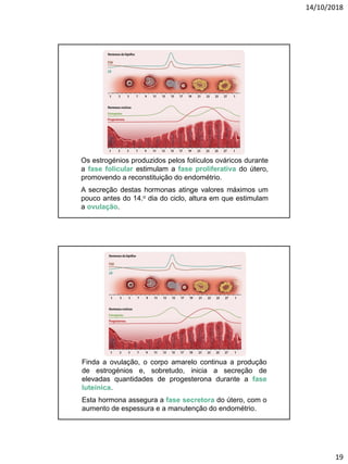 14/10/2018
19
Os estrogénios produzidos pelos folículos ováricos durante
a fase folicular estimulam a fase proliferativa do útero,
promovendo a reconstituição do endométrio.
A secreção destas hormonas atinge valores máximos um
pouco antes do 14.o dia do ciclo, altura em que estimulam
a ovulação.
Finda a ovulação, o corpo amarelo continua a produção
de estrogénios e, sobretudo, inicia a secreção de
elevadas quantidades de progesterona durante a fase
luteínica.
Esta hormona assegura a fase secretora do útero, com o
aumento de espessura e a manutenção do endométrio.
 