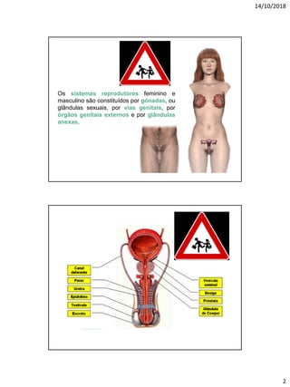 14/10/2018
2
Os sistemas reprodutores feminino e
masculino são constituídos por gónadas, ou
glândulas sexuais, por vias genitais, por
órgãos genitais externos e por glândulas
anexas.
 