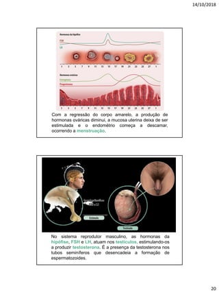 14/10/2018
20
Com a regressão do corpo amarelo, a produção de
hormonas ováricas diminui, a mucosa uterina deixa de ser
estimulada e o endométrio começa a descamar,
ocorrendo a menstruação.
No sistema reprodutor masculino, as hormonas da
hipófise, FSH e LH, atuam nos testículos, estimulando-os
a produzir testosterona. É a presença da testosterona nos
tubos seminíferos que desencadeia a formação de
espermatozoides.
 