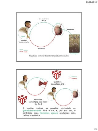 14/10/2018
21
Gonadoestimulinas
FSH e LH
Testosterona
Testosterona
Hipófise
Testículo
Espermatogénese
Estímulo
Inibição
Regulação hormonal do sistema reprodutor masculino
Complexo
hipotálamo-hipófise
A hipófise controla as gónadas, produzindo as
gonadoestimulinas FSH e LH, e, por sua vez, é
controlada pelas hormonas sexuais produzidas pelos
ovários e testículos.
Estímulo
Inibição
Questões
Manual pág. 212
Questões
Manual pág. 222 e 223
Ex. 1 a 5
 