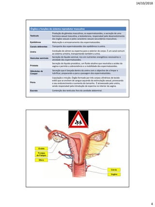 14/10/2018
4
Órgãos e funções do sistema reprodutor masculino
Testículo
Produção de gâmetas masculinos, os espermatozoides, e secreção de uma
hormona sexual masculina, a testosterona, responsável pelo desenvolvimento
dos órgãos sexuais e pelos caracteres sexuais secundários masculinos.
Epidídimos
Canais deferentes
Maturação e armazenamento dos espermatozoides.
Uretra
Transporte dos espermatozoides dos epidídimos à uretra.
Vesículas seminais
Condução do sémen ou esperma para o exterior do corpo. É um canal comum
ao sistema urinário, transportando também a urina.
Próstata
Secreção do líquido seminal, rico em nutrientes energéticos necessários à
atividade dos espermatozoides.
Pénis
Secreção do líquido prostático, um fluido alcalino que neutraliza a acidez da
vagina e permite a sobrevivência e a mobilidade dos espermatozoides.
Copulação e micção. Órgão formado por três corpos cilíndricos de tecido
erétil que se enchem de sangue aquando da estimulação sexual, provocando
o seu endurecimento e aumento do tamanho. É atravessado pela uretra,
sendo responsável pela introdução de esperma no interior da vagina.
Escroto Contenção dos testículos fora da cavidade abdominal.
Glândulas de
Cowper
Secreção que é lançada dentro da uretra com o objectivo de a limpar e
lubrificar, preparando-a para a passagem dos espermatozóides.
 