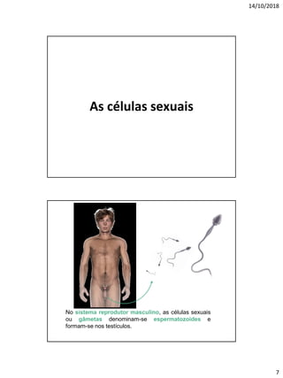 14/10/2018
7
As células sexuais
No sistema reprodutor masculino, as células sexuais
ou gâmetas denominam-se espermatozoides e
formam-se nos testículos.
 