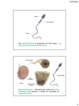14/10/2018
8
Um espermatozoide é constituído por três zonas — a
cabeça, a peça intermédia e a cauda.
Cabeça
Peça intermédia
Cauda
Espermatogénese — Processo que ocorre nos tubos
seminíferos do testículo e resulta na formação de
espermatozoides.
Testículo
Tubo seminífero
Célula
germinativa
Espermatozoides
imaturos
Espermatozoide
 