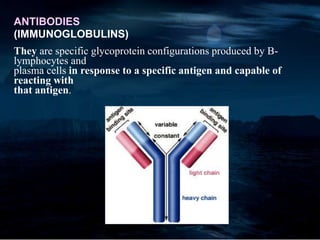 ANTIBODIES
(IMMUNOGLOBULINS)
They are specific glycoprotein configurations produced by B-
lymphocytes and
plasma cells in response to a specific antigen and capable of
reacting with
that antigen.
 
