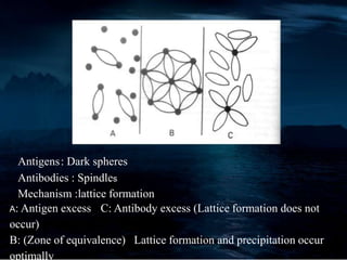 Antigens: Dark spheres
Antibodies : Spindles
Mechanism :lattice formation
A: Antigen excess C: Antibody excess (Lattice formation does not
occur)
B: (Zone of equivalence) Lattice formation and precipitation occur
optimally
 