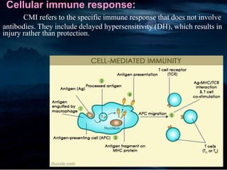Cellular immune response:
CMI refers to the specific immune response that does not involve
antibodies. They include delayed hypersensitivity (DH), which results in
injury rather than protection.
 