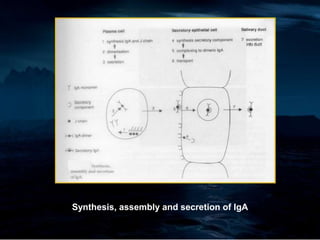 Synthesis, assembly and secretion of IgA
 