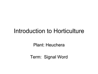 Introduction to Horticulture Plant: Heuchera Term:  Signal Word 