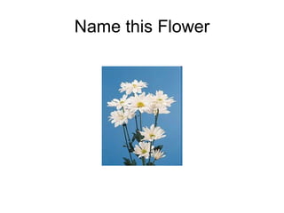 Name this Flower 