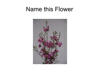 Name this Flower 
