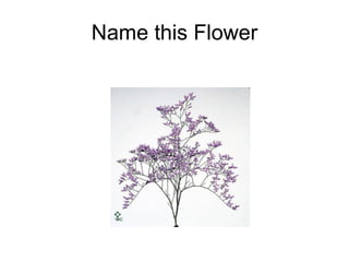 Name this Flower 