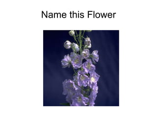 Name this Flower 