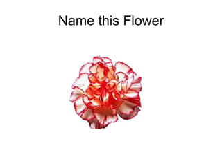 Name this Flower 