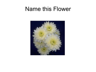 Name this Flower 