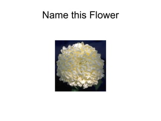 Name this Flower 