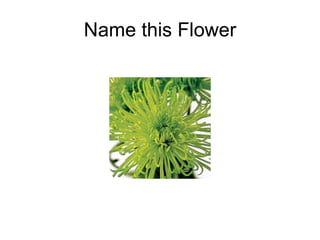 Name this Flower 
