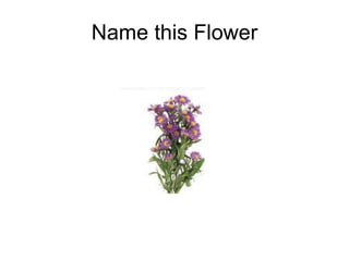Name this Flower 
