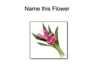 Name this Flower 