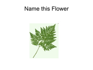 Name this Flower 