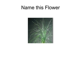 Name this Flower 