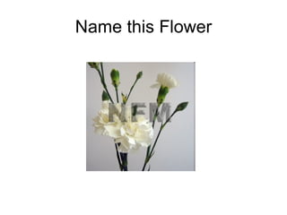 Name this Flower 