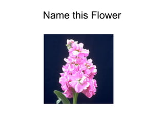 Name this Flower 