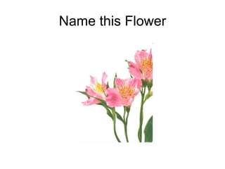 Name this Flower 