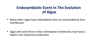 Endosymbiotic Event In The Evolution
of Algae
• Many other algae have chloroplasts that are surrounded by four
membranes
•...