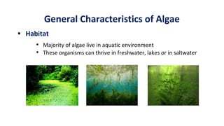 General Characteristics of Algae
• Majority of algae live in aquatic environment
• These organisms can thrive in freshwate...